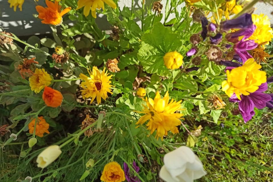 Bunte Blumen  auf dem Sculgelände