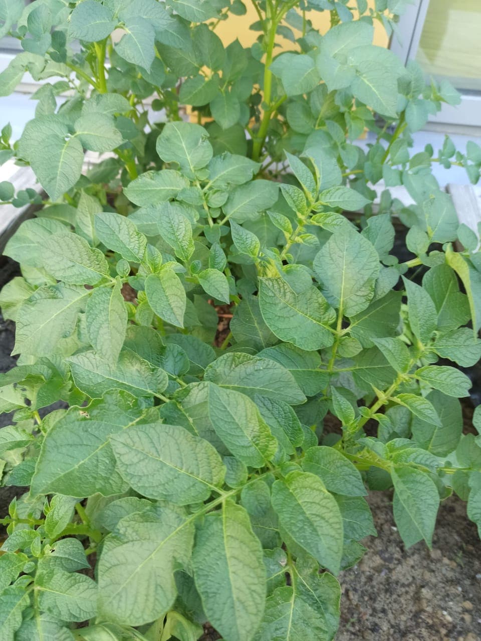 kartoffelpflanze im BWZ Garten